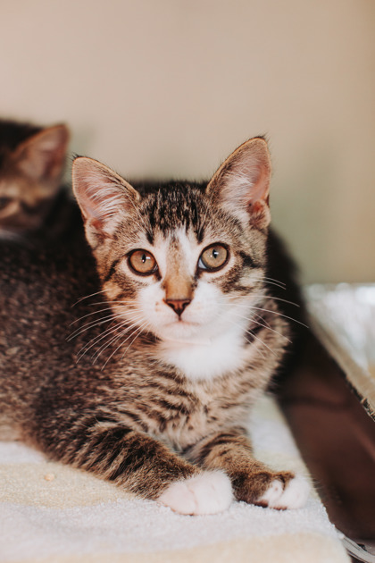 96869A Zeph- PetSmart James Island
