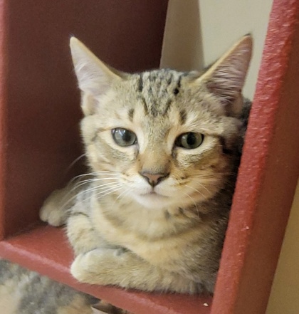 04553B TEDDY- PETSMART SUMMERVILLE