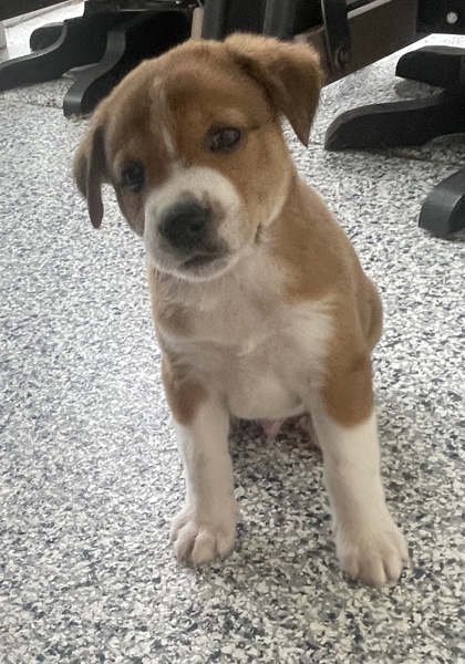 07716B Flocki Adoption Ambassador