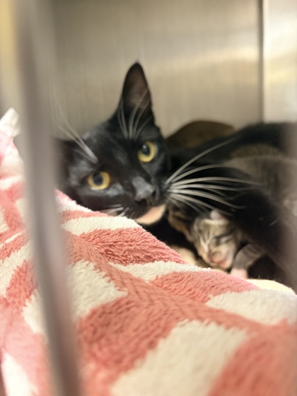 07196B ESTHER - Domestic Shorthair / Mix available for adoption