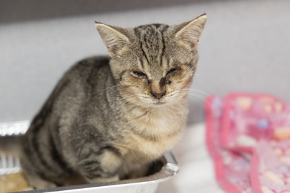 07780B SHADOW - Domestic Shorthair / Mix available for adoption