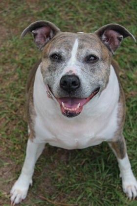 06998B WILLOW - ADOPTION AMBASSADOR - Terrier / Mix available for adoption
