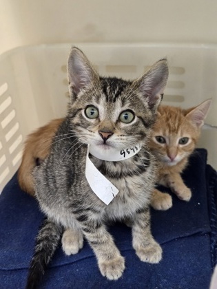 95452a Shrek- PetSmart West Ashley
