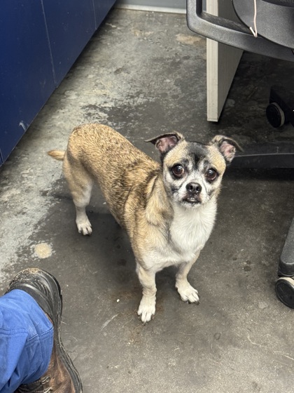 08552B ELTON - Short Coat Chihuahua / Mix available for adoption