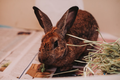 07402B JON BON JOVI - Rabbit available for adoption