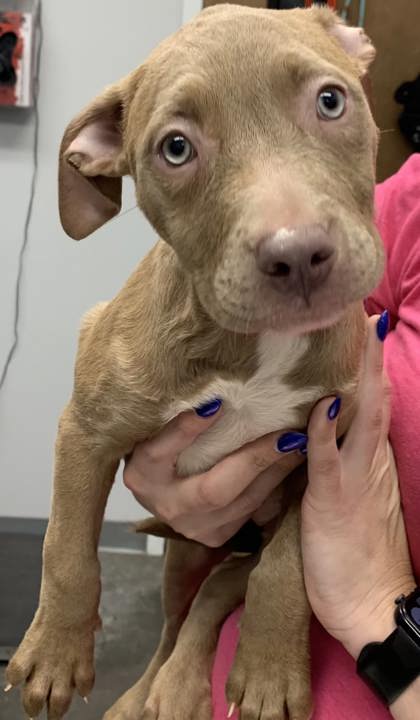 3020B Apple Pie photo