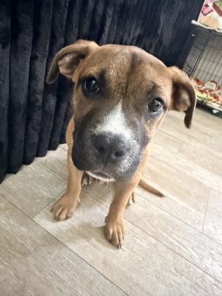 06823b Bandit Adoption Ambassador photo