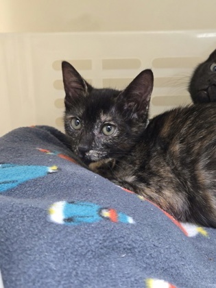 95634A HAZEL- PETCO WEST ASHLEY - Domestic Shorthair / Mix available for adoption