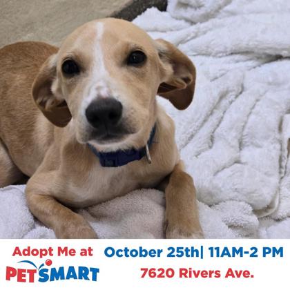 08562B BISCUIT - Hound / Mix available for adoption