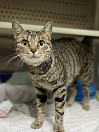 00765B NUTMEG - Domestic Shorthair / Mix available for adoption