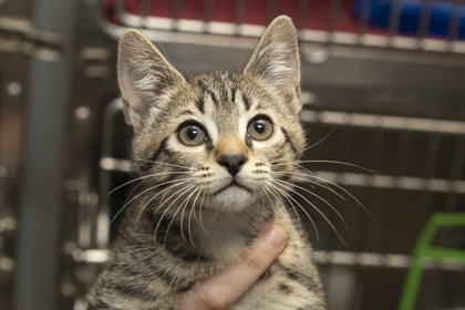 07197B SORBET - Domestic Shorthair / Mix available for adoption