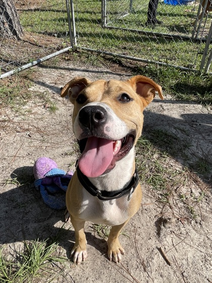 07609B SLAPPY - American Pit Bull Terrier / Mix available for adoption