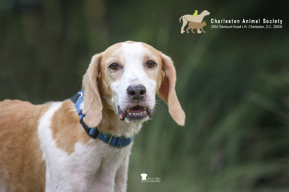 07688B ARCHIE - Hound / Mix available for adoption