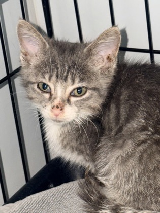 07887B FRAZZLE - Domestic Shorthair / Mix available for adoption