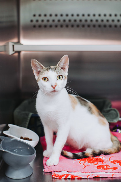 95938A CALLIE - Domestic Shorthair / Mix available for adoption