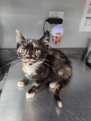 07894B Freya