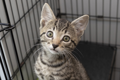 07137B RYOBI - Domestic Shorthair / Mix for adoption in Mount Pleasant