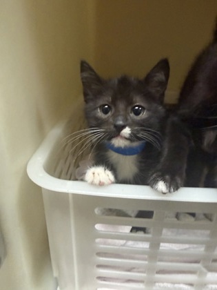 96669A OREO - PETSMART JAMES ISLAND - Domestic Shorthair / Mix available for adoption