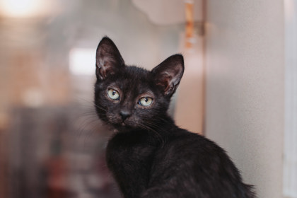 95588A VELMA - Domestic Shorthair / Mix available for adoption