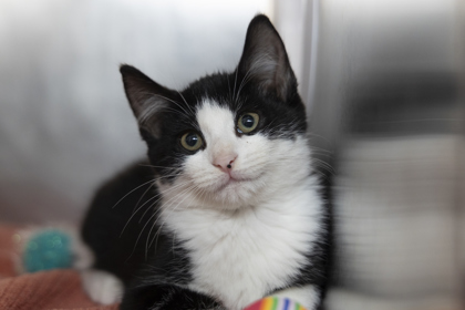 08803B TOE- PETCO NORTH CHARLESTON - Domestic Shorthair / Mix available for adoption