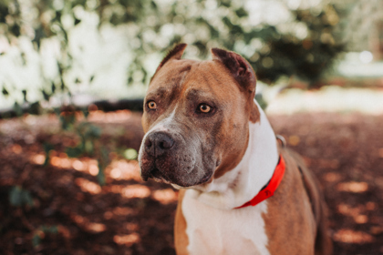 95125A PRINCESS BELLA LUNA STAR - American Staffordshire Terrier / Mix for adoption in Charleston