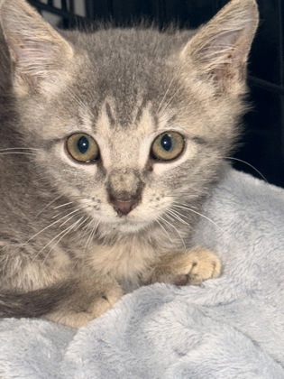07888B FRIZZLE - Domestic Shorthair / Mix available for adoption