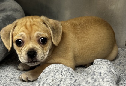 08372B POPPY - Short Coat Chihuahua / Pug available for adoption