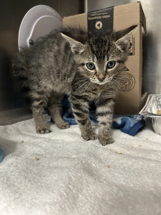 07592B STARLIGHT - Domestic Shorthair / Mix available for adoption