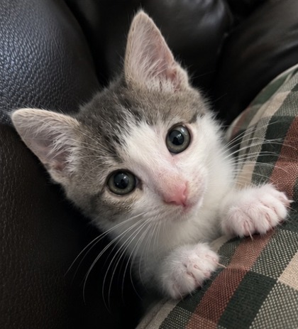 97302A MISTY- PETSMART MT PLEASANT - Domestic Shorthair / Mix available for adoption