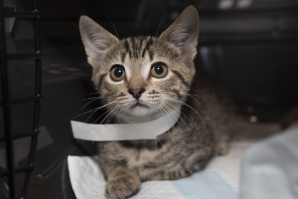 07130B  FORKLIFT - Domestic Shorthair / Mix available for adoption