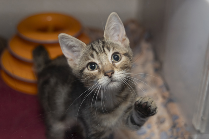 07752B RANDALL - Domestic Shorthair / Mix available for adoption