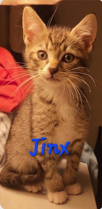 2004B Jinx - Adoption Ambassador photo