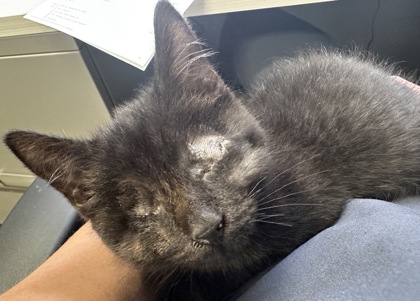 05495B VALOR - Domestic Shorthair / Mix available for adoption