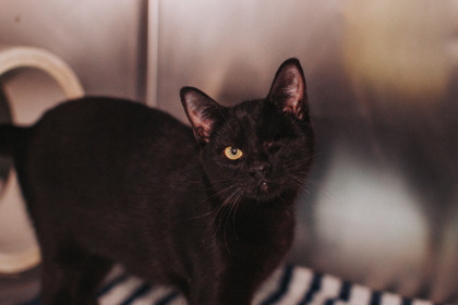 04550B GIANNA - Domestic Medium Hair / Mix available for adoption