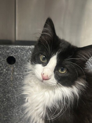 2478B Dustin - Barn Cat photo