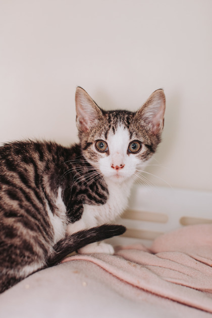 95258A LUFFY - Domestic Shorthair / Mix available for adoption