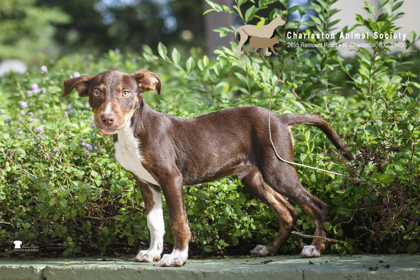 97380A INDIANA - Retriever / Mix available for adoption
