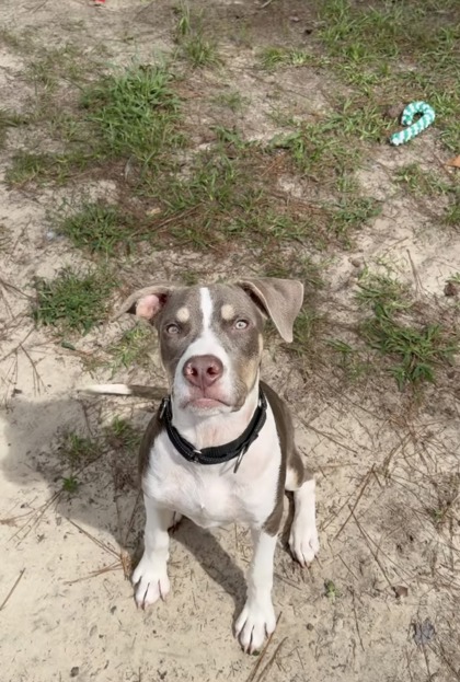 05401B BARRACUDA - Pit Bull Terrier / Mix available for adoption