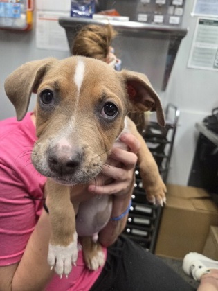 07339B JACK - Terrier / Mix available for adoption