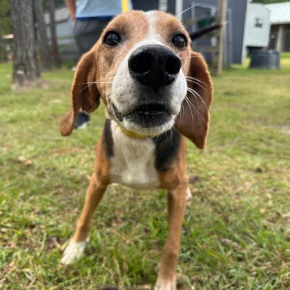 07756B TODD ADOPTION AMBASSADOR - American Foxhound / Mix available for adoption