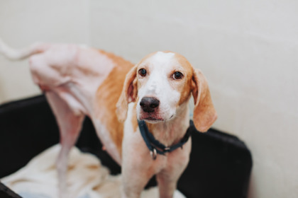 07688B ARCHIE - Hound / Mix available for adoption