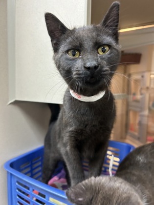 04658B GUMMY BEAR - Domestic Shorthair / Mix available for adoption