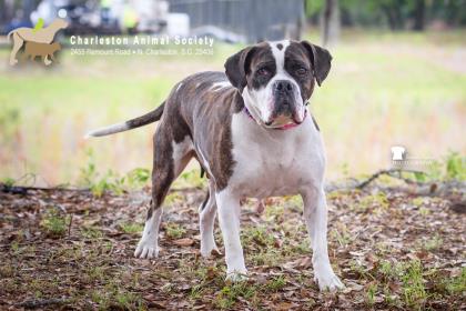 94491A NINA - American Staffordshire Terrier / Mix for adoption in Charleston
