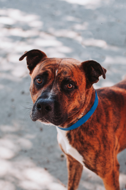 96159A BORIS - American Staffordshire Terrier / Mix available for adoption