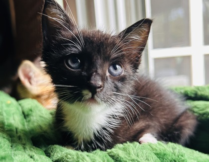 96785A WHITNEY - Domestic Shorthair / Mix available for adoption