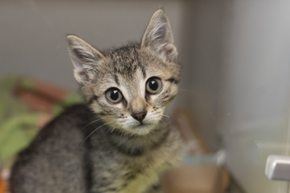 07643B RIDDLE - Domestic Shorthair / Mix available for adoption