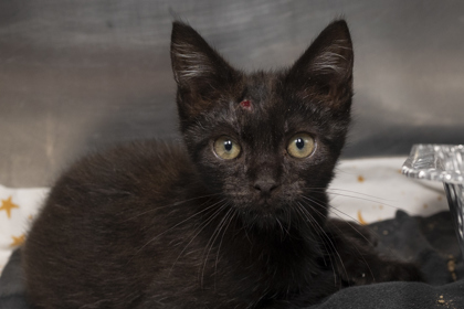 05503B Friar Tuck Petsmart Summerville photo