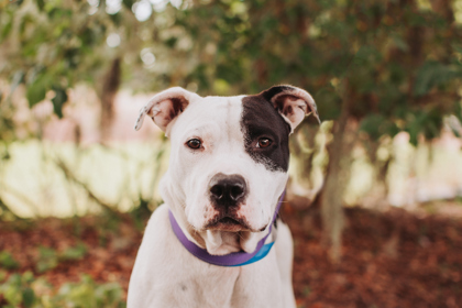 93616A  BOB - American Staffordshire Terrier / Mix available for adoption