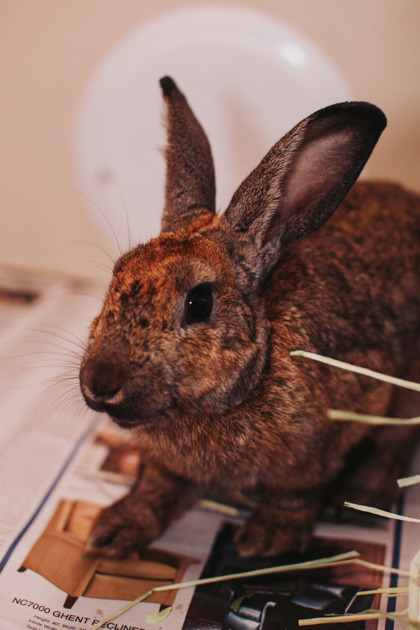 07402B JON BON JOVI - Rabbit available for adoption