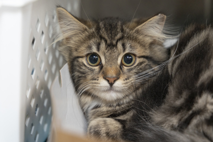 3414B Louise - Barn Cat photo